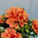 고울도울
