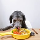 푸르미네 수제간식 이미지