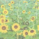 바다내음 이미지