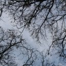 허브와풍뎅이 이미지