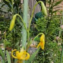 노랑고개 이미지