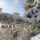 웰리힐리 스키장 이미지