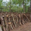 장용농장 이미지