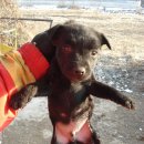 맥코이 켄넬 이미지