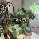 세븐일레븐 부산전포석산점 | 전포 꽃집 개업화분 프리마원