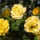 부엉이해장국 이미지