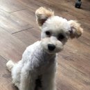 어바웃도그 이미지