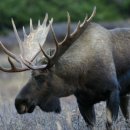 한뿔축산 이미지