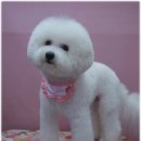 단추펫살롱 이미지