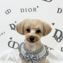 몽몽하개 이미지