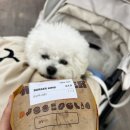 태화로R | 버거킹 갈릭 불고기 맥시멈 3 칼로리 솔직 후기