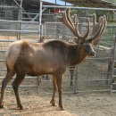 동인사슴농원 이미지