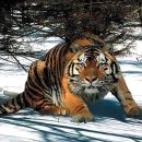 백두산 범 이미지