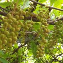 화선농장 이미지