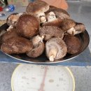 참나무원목 표고버섯 팝니다 이미지