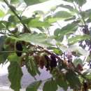 병현농장 이미지