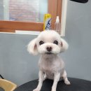 강남애니펫샵 이미지