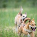 꼬리 흔드는 강아지 이미지