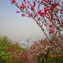 복숭아꽃살구꽃 이미지