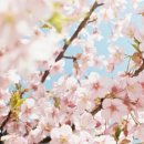 전국 4월 봄꽃축제 일정 이미지