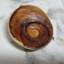 신조개천국 | 부천역 조개구이 고기 무한리필 신조개천국