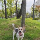 올데이독 | 역북동 애견미용은 &#39;올데이독&#39;에서!(내돈내산)