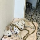 달자 | 카페도 귀엽고 강아지도 귀여워요 | 천안 달자카페 | 내돈내산 솔직후기