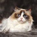 엘름트리 캐터리 이미지