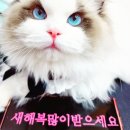 랙돌캐터리파이널돌 이미지