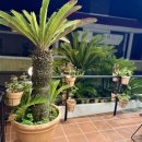 카사델자야 이미지