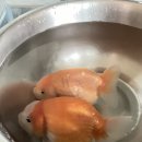 홍백농장 | 착한생물농장 / 쇼군 리브리딩 오란다 중딩 분양 후기!