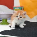 부산고양이분양 미유펫 이미지