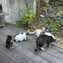 제일장여관 | 춘천 의림여관 고양이천국 프라이빗 독채펜션 좌실 후기