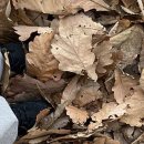 하늘구니 이미지