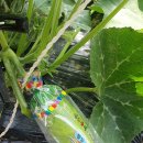 제일농약사2 이미지