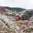 숲향여행사