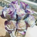 설레임(Sulleim) 이미지