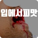 입에서피맛 날 때 의심 질환 자가 진단 이상 증상