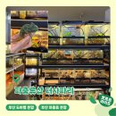 희귀반려동물샵에픽 | 부산 시청ㅣ 부산도마뱀분양 희귀 반려동물 키우기 <파충류샵 더사파리>
