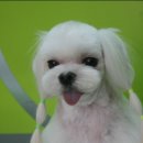 모모 애견미용 이미지