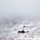 컴백마돈나밴드 카카오 검색결과