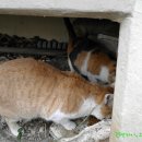 고양이 마을 이미지