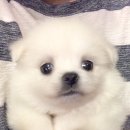 털뭉탱이 이미지