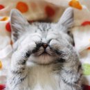 이쁜냥이 이미지