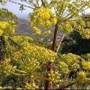 나무향기 이미지