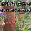 외유내강형 화초 추천/보이면 무조건 사오세요/타샤투더 나의정원/작원주택정원 이미지