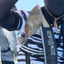태공피싱