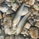 은어펜션 이미지