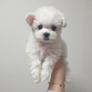 쪼식이