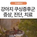 에스동물병원 | 울산 에스동물병원 강아지 쿠싱증후군 원인부터 증상, 진단, 치료 및 관리사례까지